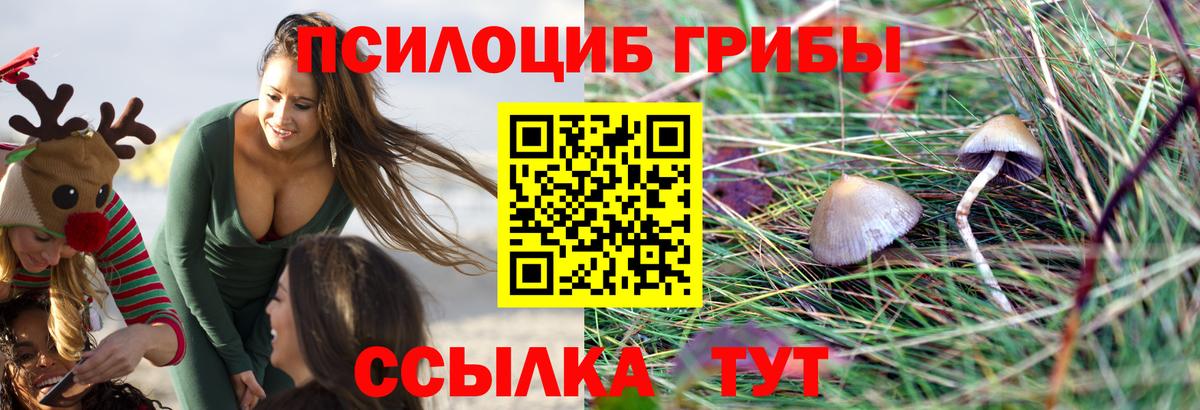 Псилоцибиновые грибы Psilocybine cubensis Новодвинск